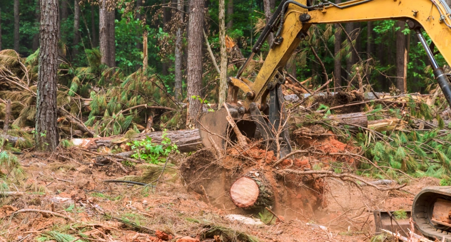 Land Clearing & Management Services monroe la